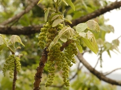 Juglans