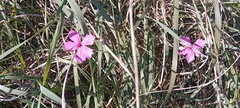 Dianthus chinensis