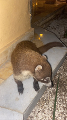 Nasua narica nelsoni