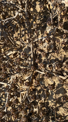 Mesembryanthemum crystallinum