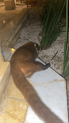 Nasua narica nelsoni