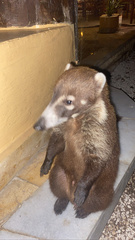 Nasua narica nelsoni