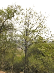 Juglans