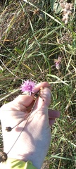 Centaurea scabiosa