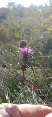 Centaurea scabiosa