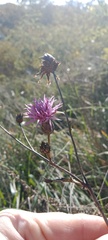 Centaurea scabiosa