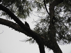 Melanerpes cruentatus