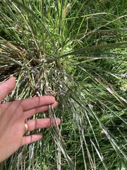 Carex virgata