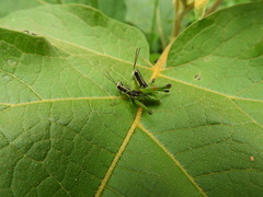 Liebermannacris dorsualis