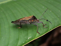 Pachylis laticornis