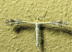 Stangeia xerodes