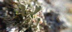 Cladonia fimbriata