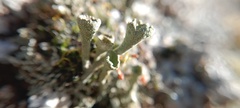 Cladonia fimbriata