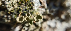 Cladonia fimbriata