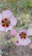 Sphaeralcea obtusiloba