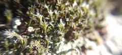 Grimmiaceae