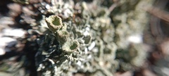 Cladonia fimbriata