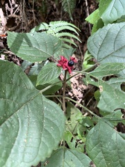 Clerodendrum canescens