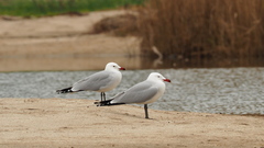 Ichthyaetus audouinii