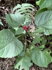 Clerodendrum canescens