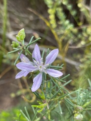 Philotheca salsolifolia