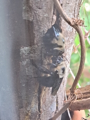 Xylocopa grisescens