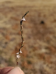 Polygonum californicum