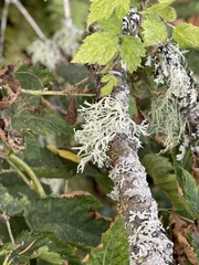 Evernia prunastri