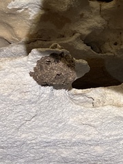 Polybia plebeja