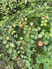 Cotoneaster divaricatus