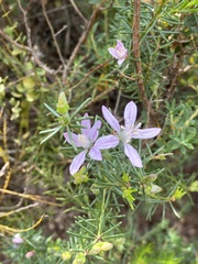 Philotheca salsolifolia