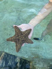 Oreaster reticulatus