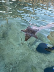 Oreaster reticulatus