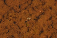 Limnoporus notabilis