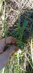 Medicago falcata