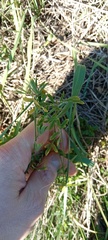 Medicago falcata