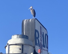 Ardea herodias