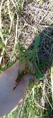Medicago falcata