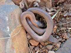 Suta nigriceps