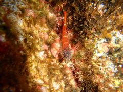 Tripterygion melanurus