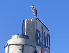 Ardea herodias