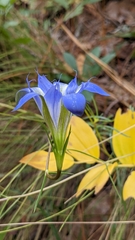 Gentiana autumnalis