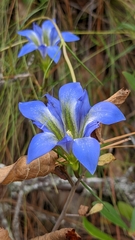 Gentiana autumnalis