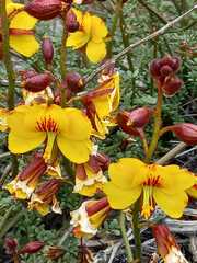 Erythrostemon angulatus