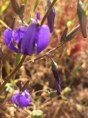 Conanthera bifolia