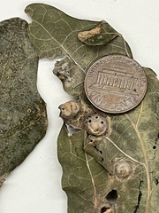 Callirhytis quercusfutilis