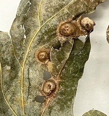 Callirhytis quercusfutilis