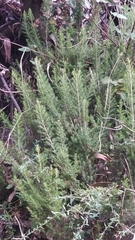 Erica arborea