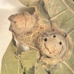 Callirhytis quercusfutilis