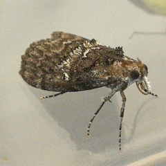 Pococera asperatella
